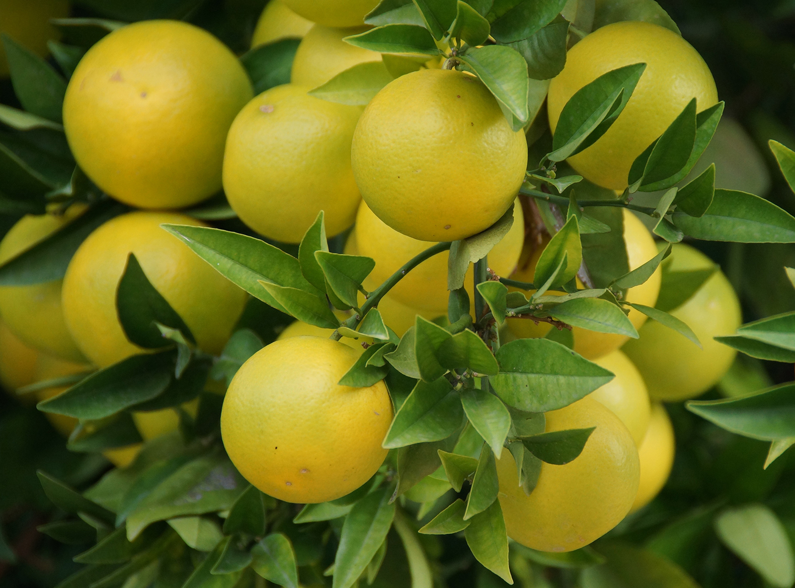 plants that are edible From and important part