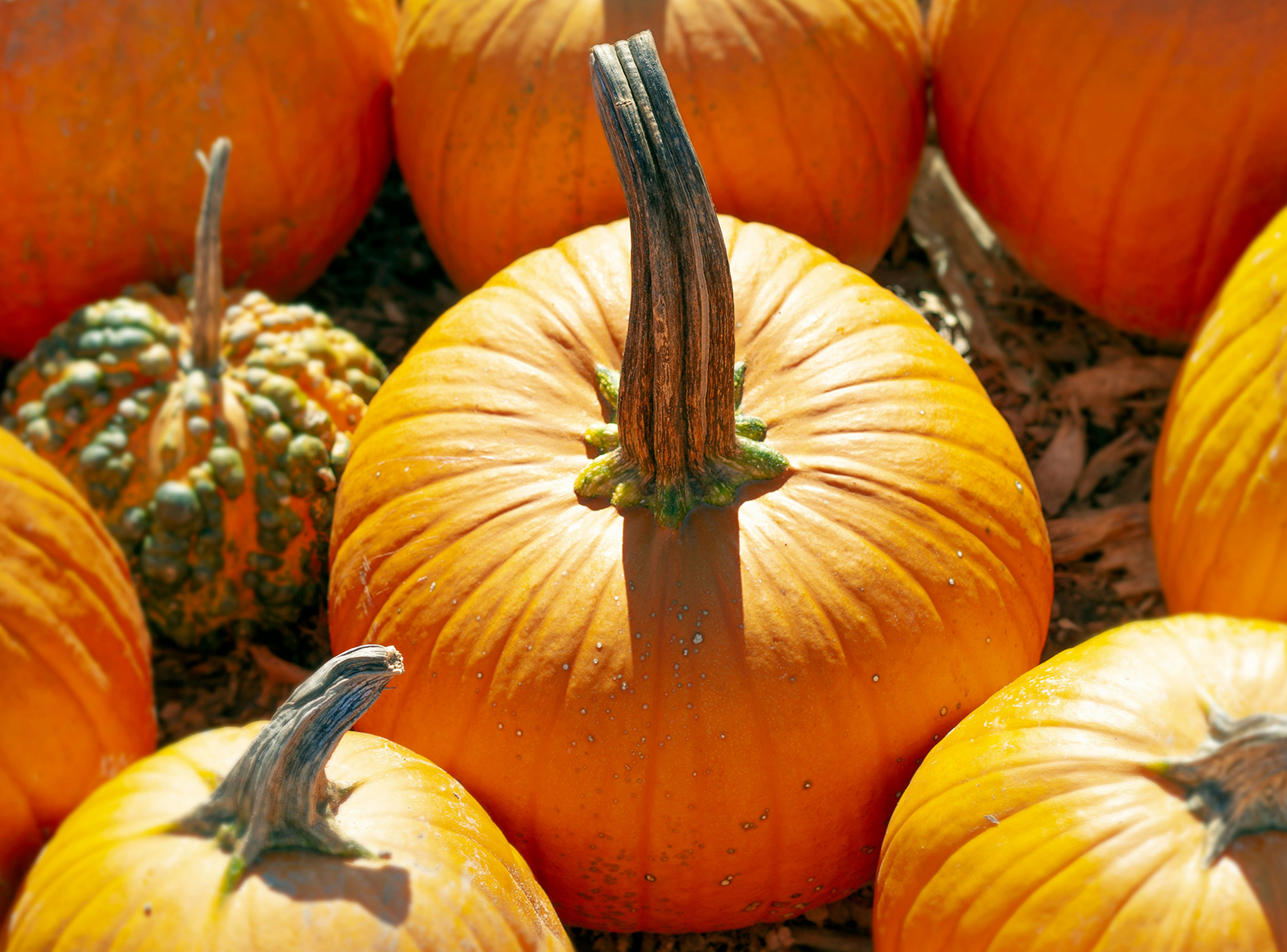 variety of vegetables and fruits in different colors